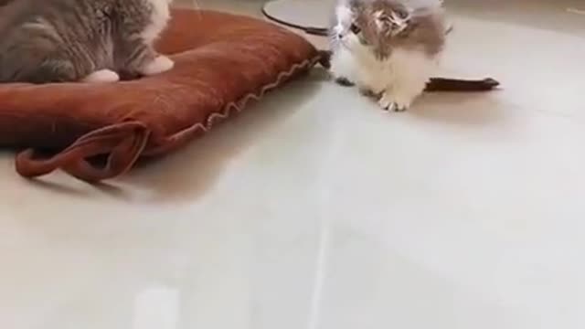 Cat fight funny video