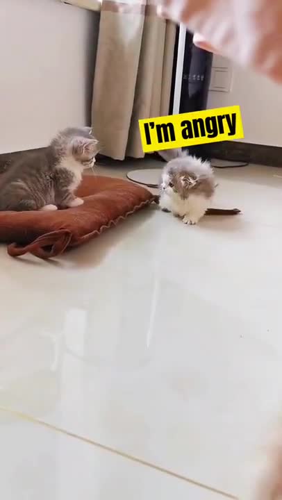 Cat fight funny video