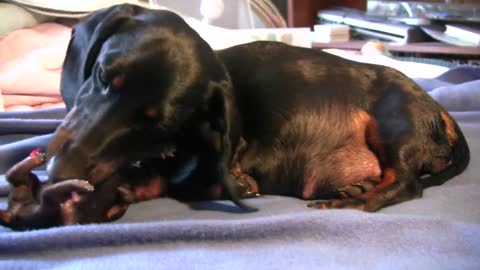 Dog[ dachshund ] giving birth to her first puppies