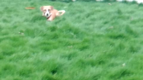 Dog playing