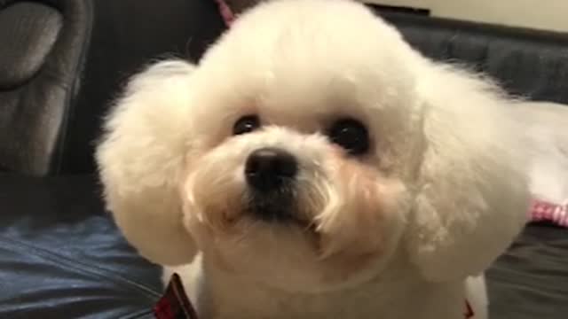 How can a lovely puppy with a haircut be so lovely?