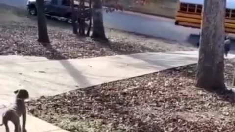 Adorable Puppy is So Excited to See his Little Owner Return from School