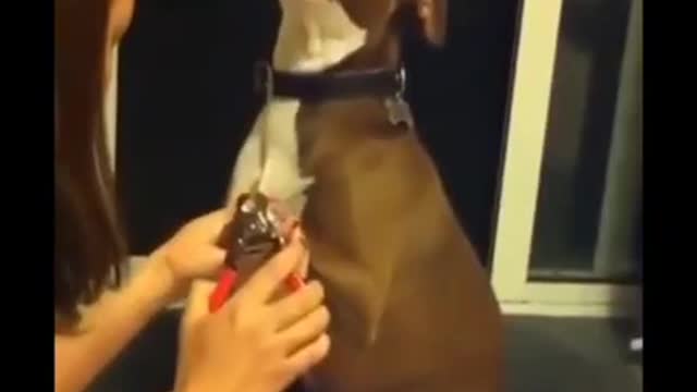 Laughter dogs and cats play funny animals