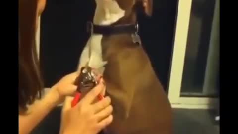 Laughter dogs and cats play funny animals