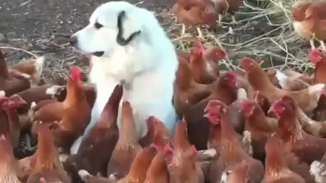 Funny Dog Videos 2021 It's time to LAUGH with Dog's life126