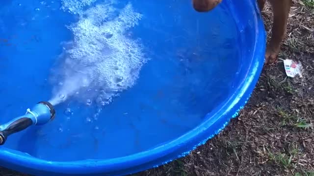 Puppy VS hose