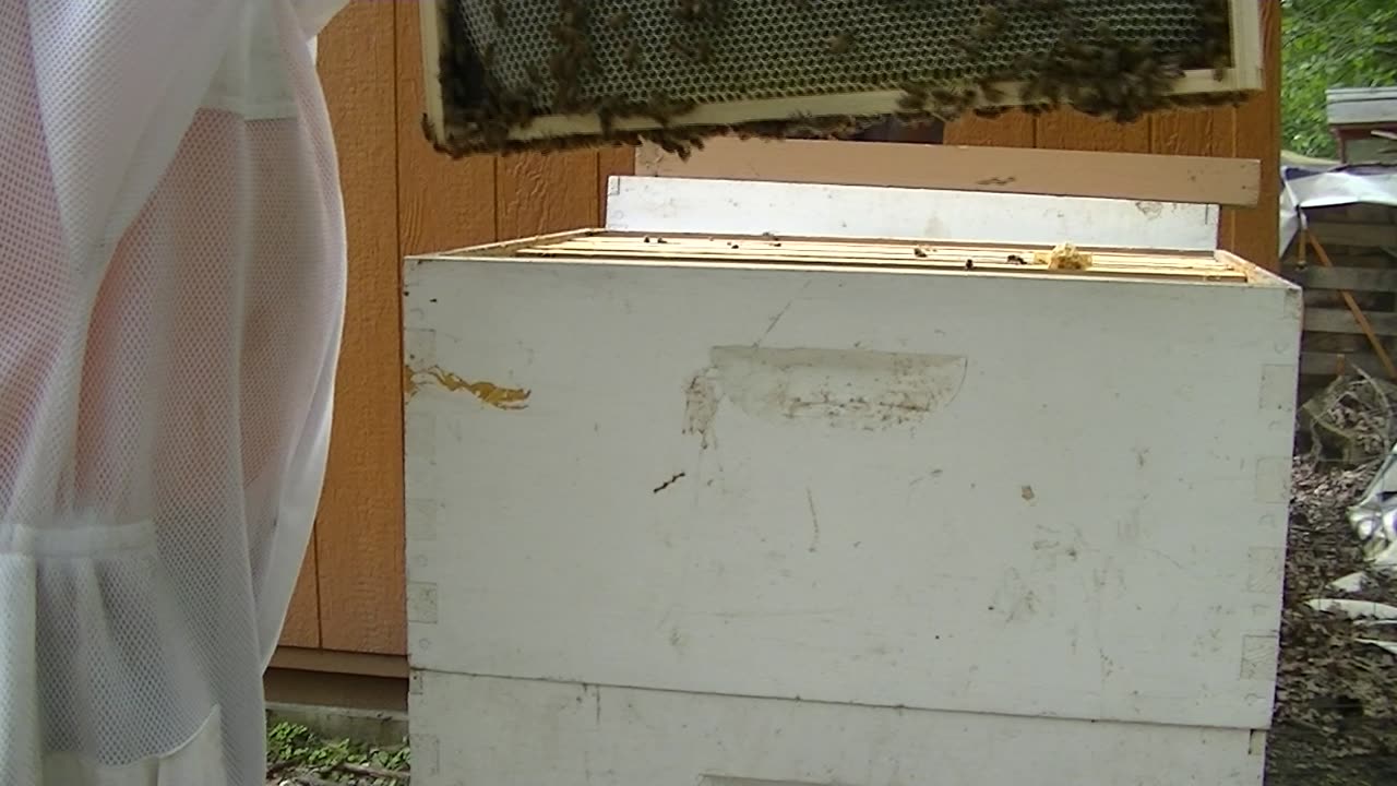 White Hive inspection 7-21-2024