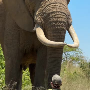 Watch this American adventurer was almost killed by the African elephant