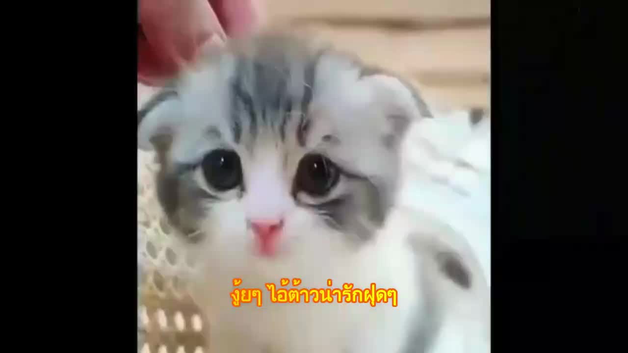 Cutest Adorable kittens Funny scene 3