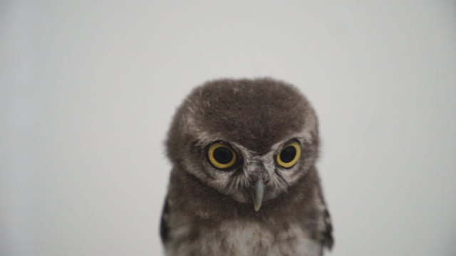 Beautiful little brown owl