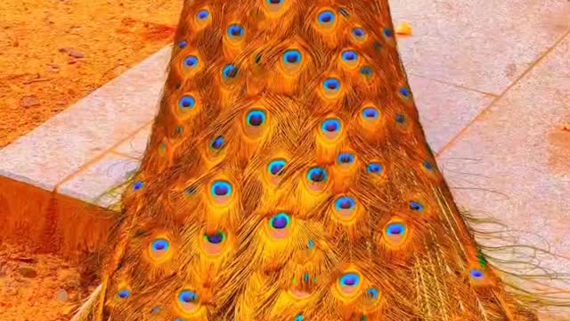 Golden Peacock is rich and magnificent