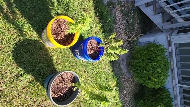 LADY BUG LOVES MY PLANTS..BUT HAVE BUD ROT