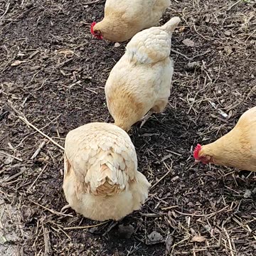 OMC! Summertime worm and grub hunting bonanza!