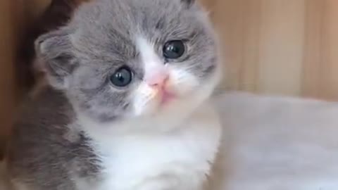 OMG So Cute ♡ Best Funny Cats and Dogs Compilation 😍 #Shorts
