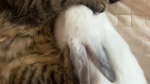 I saw the cat sleeping next to the rabbit