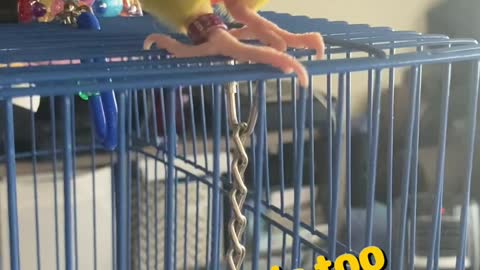 Bird Tricks! (Kiwi)