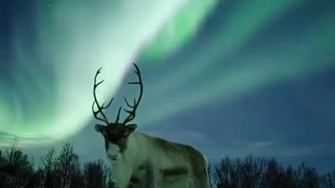 Reindeer under the Northern Lights - Reindeer