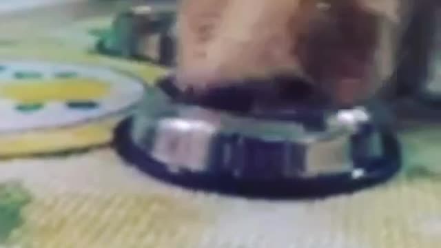 Brown dog digs into silver bowl