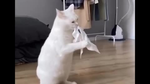 Funniest cats don try