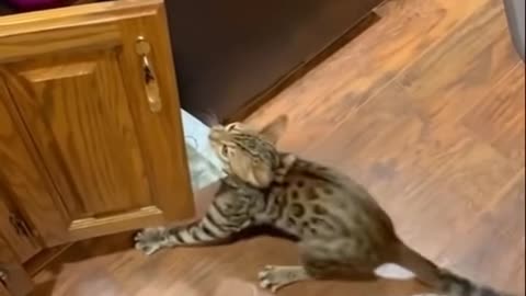 Funny cat video 2