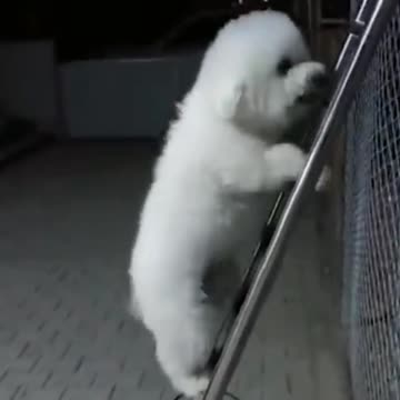 IGI Dog Version | Funny Pets | Pets At Home