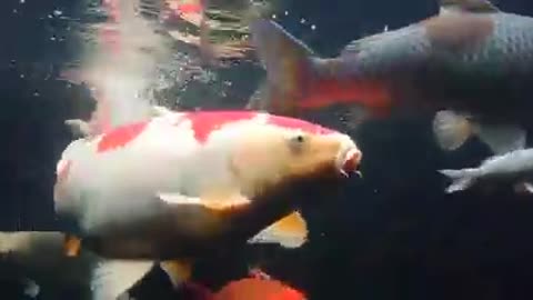 Koi fish pond (54)