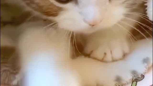 Cutest Kitten Video