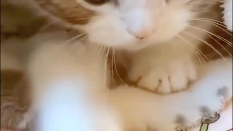 Cutest Kitten Video