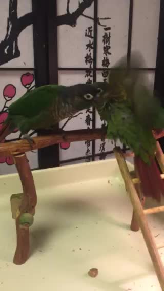 Matcha learning to fly