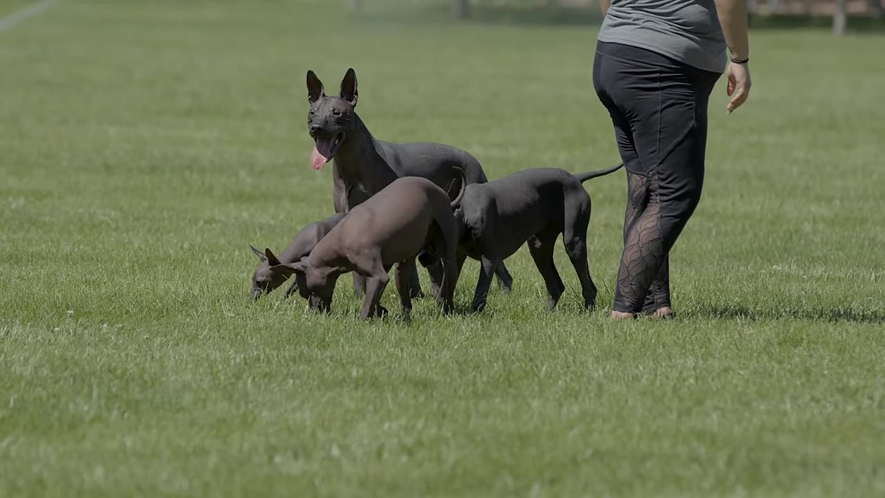 ALL ABOUT XOLOITZCUINTLI- THE MEXICAN HAIRLESS DOG