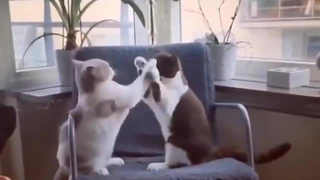 Lazy Cat first Fight