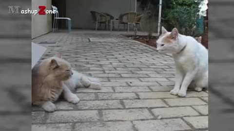 cute cat funny video