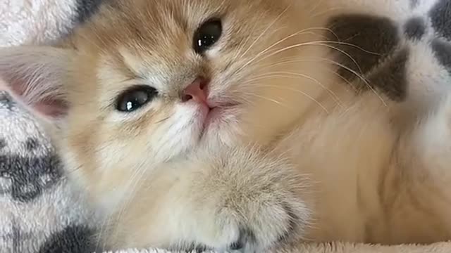 Ohh! SO Lovly Funny Animals Cats 😺🐶 Compilation of Cats Videos 2021 # 143