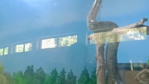 Cobra snake in the zoo