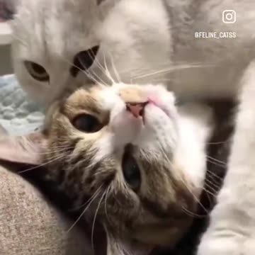 Kitty love❤️ Cat 😺🥹🥹 cute and funny 🤣🤣🤣🤣🤣