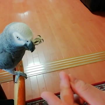 I love finger patchon！