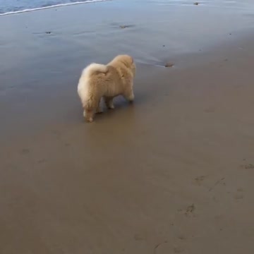 Unsuspecting chow surprised by crashing wave