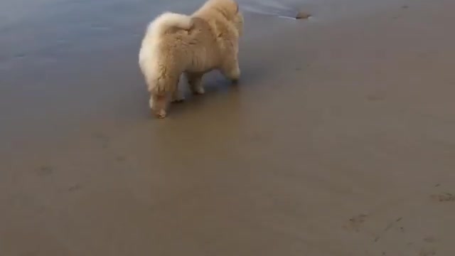 Unsuspecting chow surprised by crashing wave