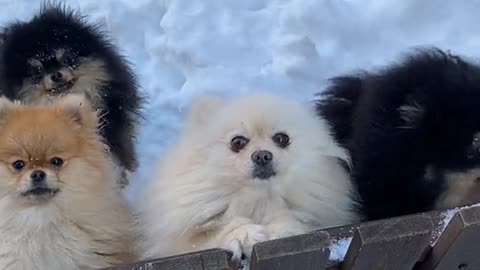 Cute dogs jumping on fence