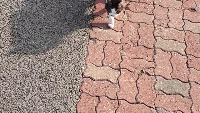 lovely cat walks to me