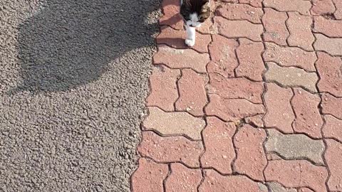 lovely cat walks to me