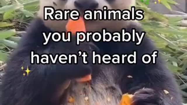 cute animals which you don't know🥰
