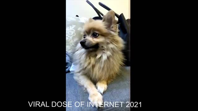 Super Funny Dog Videos #1 | Chihuahua TV#dog funny videos,#funny dogs