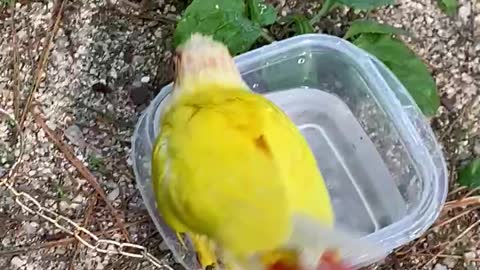 Parrot taking a bath