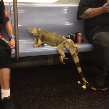Guy with snake around neck and iguana sitting on blue subway train chair bench
