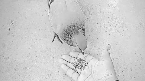 Always help the Bird 🕊️🕊️