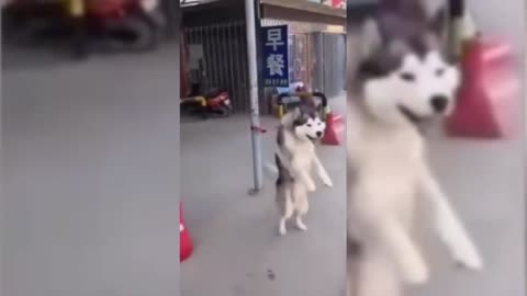 excited husky