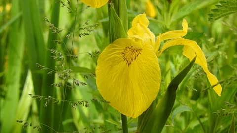 Lovely Yellow Flowers Soothing Eyes