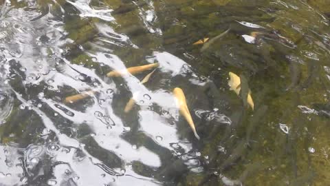 Salmon breeding