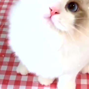 🐱:Actually,I’m a rabbit 😆